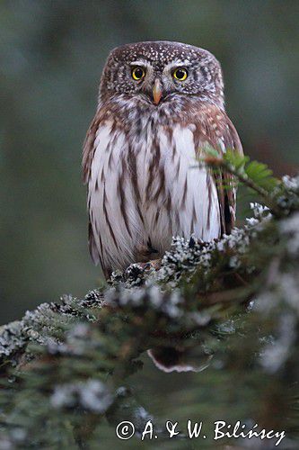 Sóweczka zwyczajna, sóweczka, Glaucidium passerinum