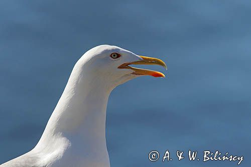 Mewa srebrzysta, Larus argentatus
