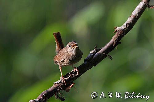 Strzyżyk Troglodytes troglodytes) samiec śpiewający