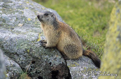 świstak, Marmota marmota, Alpine Marmot