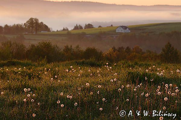 Świt, dmuchawce, Pogórze Dynowskie