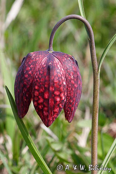 Szachownica kostkowata Fritillaria meleagris