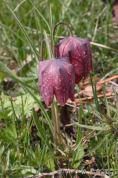 Szachownica kostkowata Fritillaria meleagris