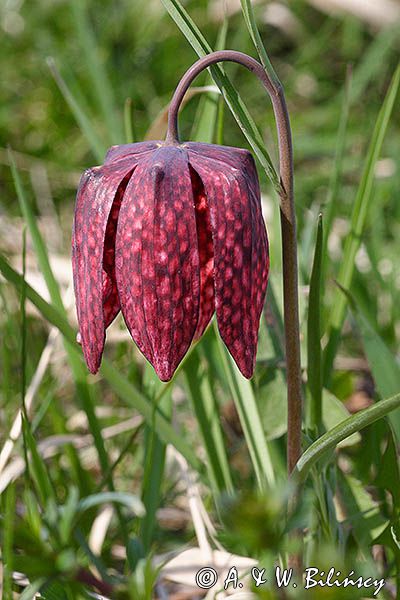 Szachownica kostkowata Fritillaria meleagris