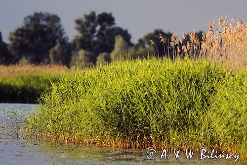 rzeka Szkarpawa, żuławy wiślane