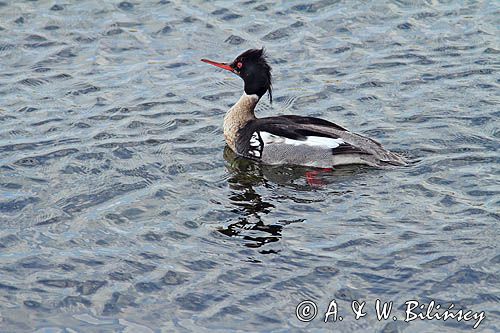 Szlachar, tracz długodzioby, długodziób, Mergus serrator, samiec