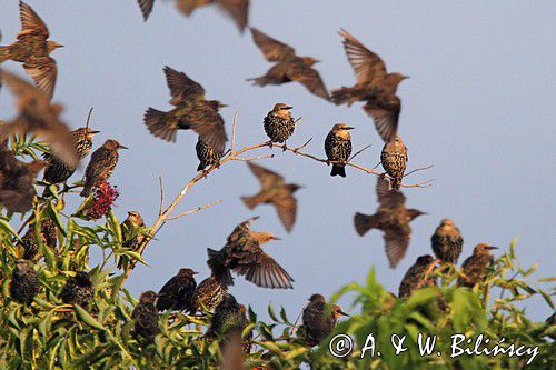 Szpak zwyczajny, szpak pospolity, szpaki, jesienne przeloty, Sturnus vulgaris