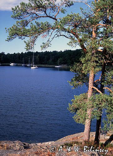 Zatoka Dyviken na wyspie Orno, okilice Nynashamn, archipelag sztokholmski, Szwecja