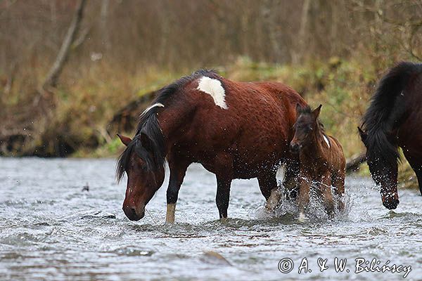 W potoku, Stadnina Koni Huculskich Tabun