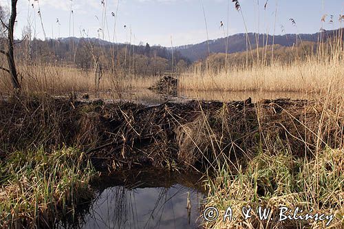 tama bobrowa i żeremie na Tworylnem, Bieszczady