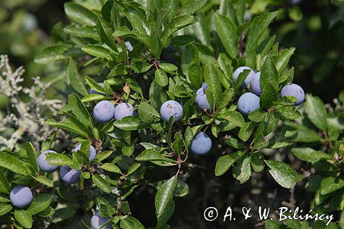 śliwa tarnina Prunus spinosa owoce