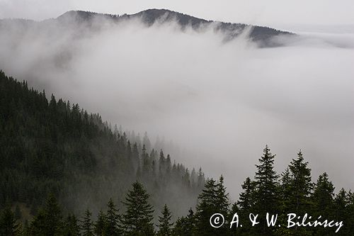 mgła w Dolinie Jaworzynka,Tatrzański Park Narodowy