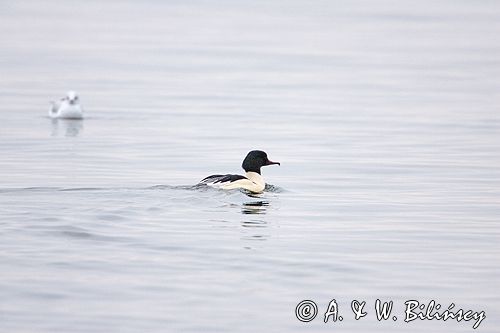 tracz nurogęś Mergus merganser