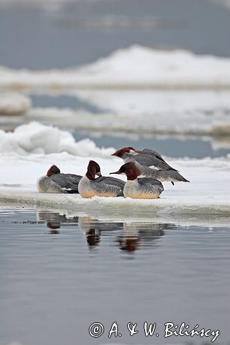 tracz nurogęś Mergus merganser