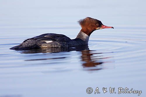 tracz nurogęś Mergus merganser, samica