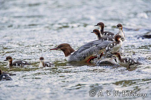 tracz nurogęś Mergus merganser, samica z pisklętami