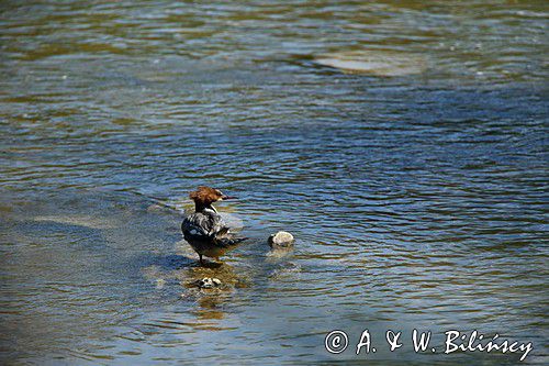 tracz nurogęś Mergus merganser, samica
