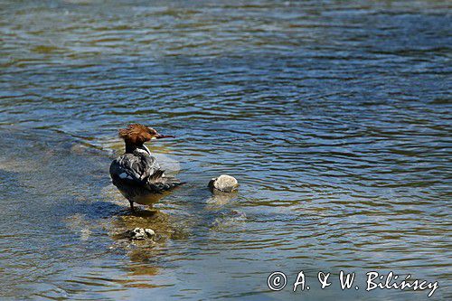 tracz nurogęś Mergus merganser, samica