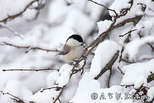 Sikora uboga, szarytka, Poecile palustris