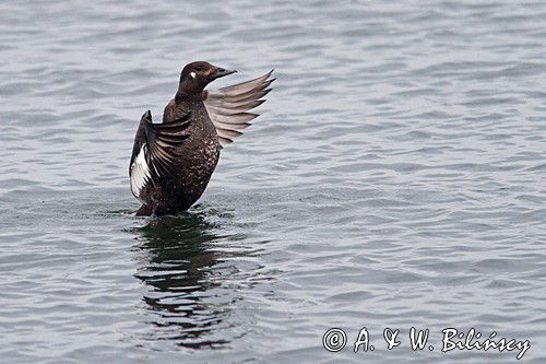 Uhla zwyczajna, uhla, Melanitta fusca