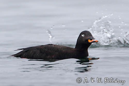 Uhla zwyczajna, uhla, Melanitta fusca, samiec