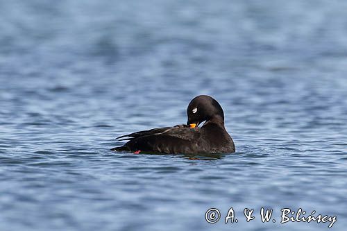 Uhla zwyczajna, uhla, Melanitta fusca, samiec