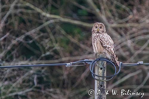 Puszczyk uralski, Strix uralensis