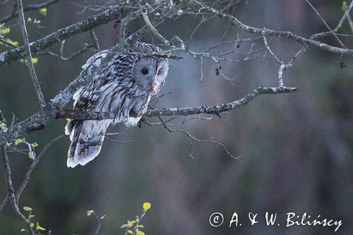 Puszczyk uralski, Strix uralensis