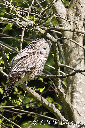 Puszczyk uralski, Strix uralensis