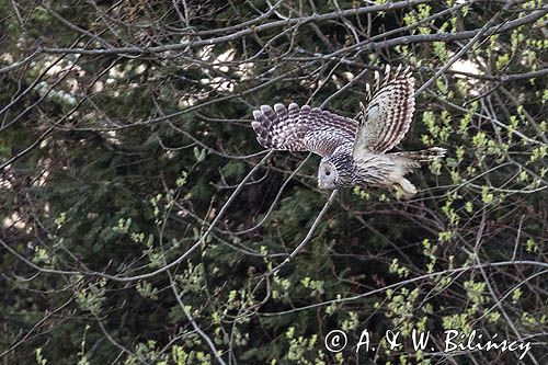 Puszczyk uralski, Strix uralensis