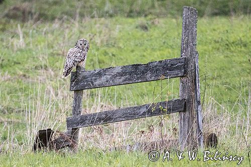 Puszczyk uralski, Strix uralensis