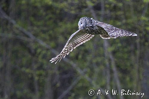 Puszczyk uralski, Strix uralensis