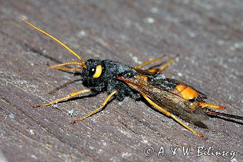 Trzpiennik olbrzym, Urocerus gigas, The Giant Woodwasp, Banded Horntail, or Greater Horntail