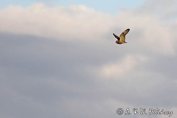 Uszatka błotna, sowa błotna, błotnica, Asio flammeus
