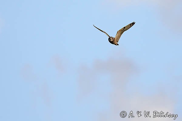 Uszatka błotna, sowa błotna, błotnica, Asio flammeus