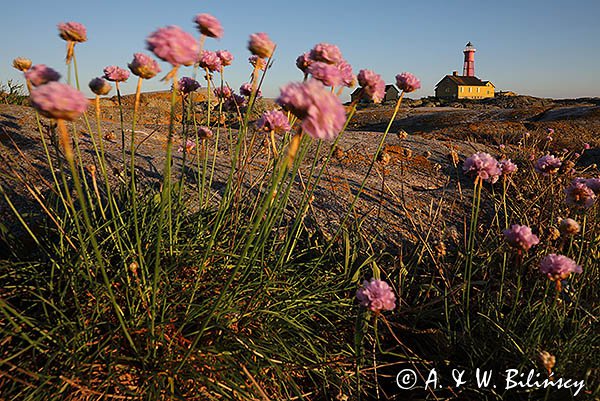 Latarnia morska na wyspie Utklippan, Blekinge, Szwecja