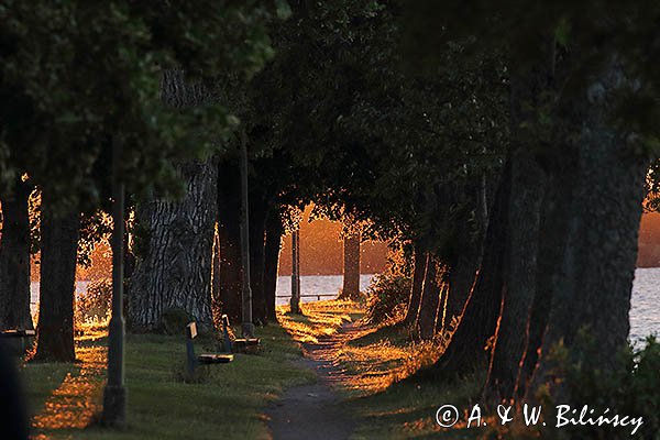 Aleja w Vadstenie nad jeziorem Vattern, Szwecja