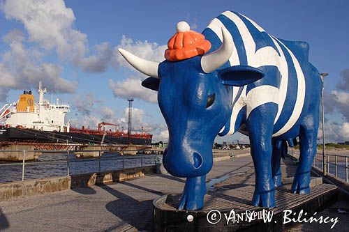 port Ventspils, krowa Marynarz, Łotwa
