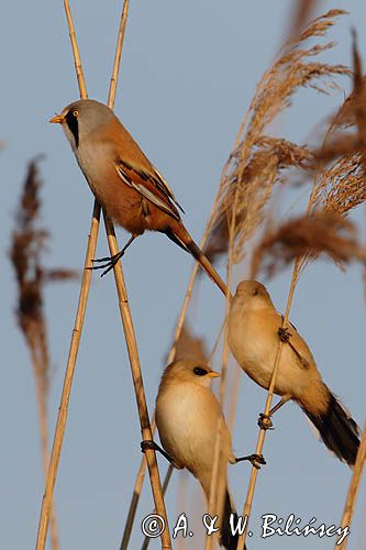 Wąsatka, Panurus biarmicus, samiec
