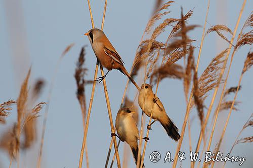 Wąsatka, Panurus biarmicus, samiec