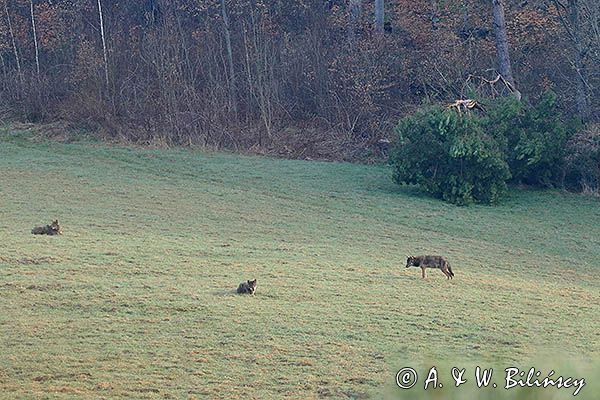 wilk, Canis lupus