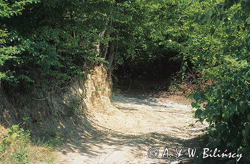 wąwóz lessowy