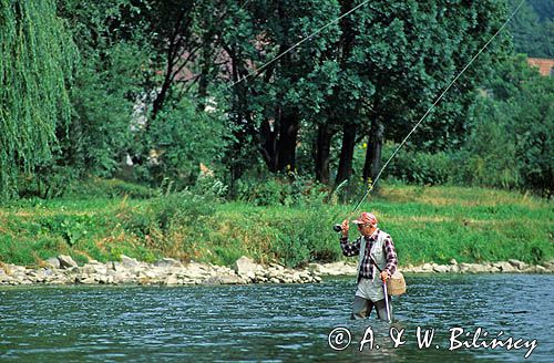 wędkarz w Dunajcu