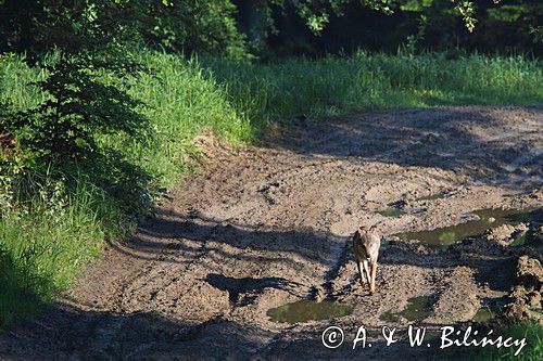 wilk Canis lupus
