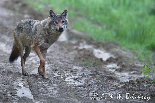 wilk Canis lupus