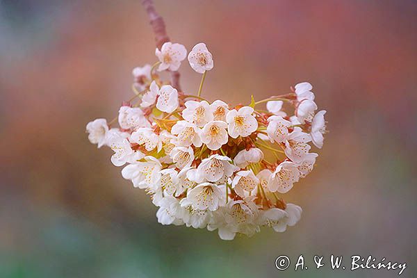 wiosna, impresja, kwitnące drzewo owocowe, czereśnia