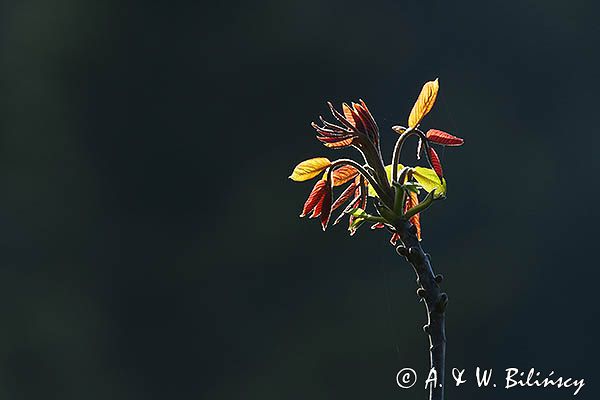 wiosna, orzech włoski