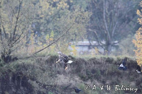 bielik, Haliaeetus albicilla, nad Wisłą, na łasze wiślanej