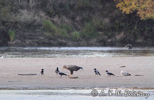 bielik, Haliaeetus albicilla, nad Wisłą, na łasze wiślanej