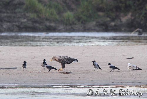 bielik, Haliaeetus albicilla, nad Wisłą, na łasze wiślanej